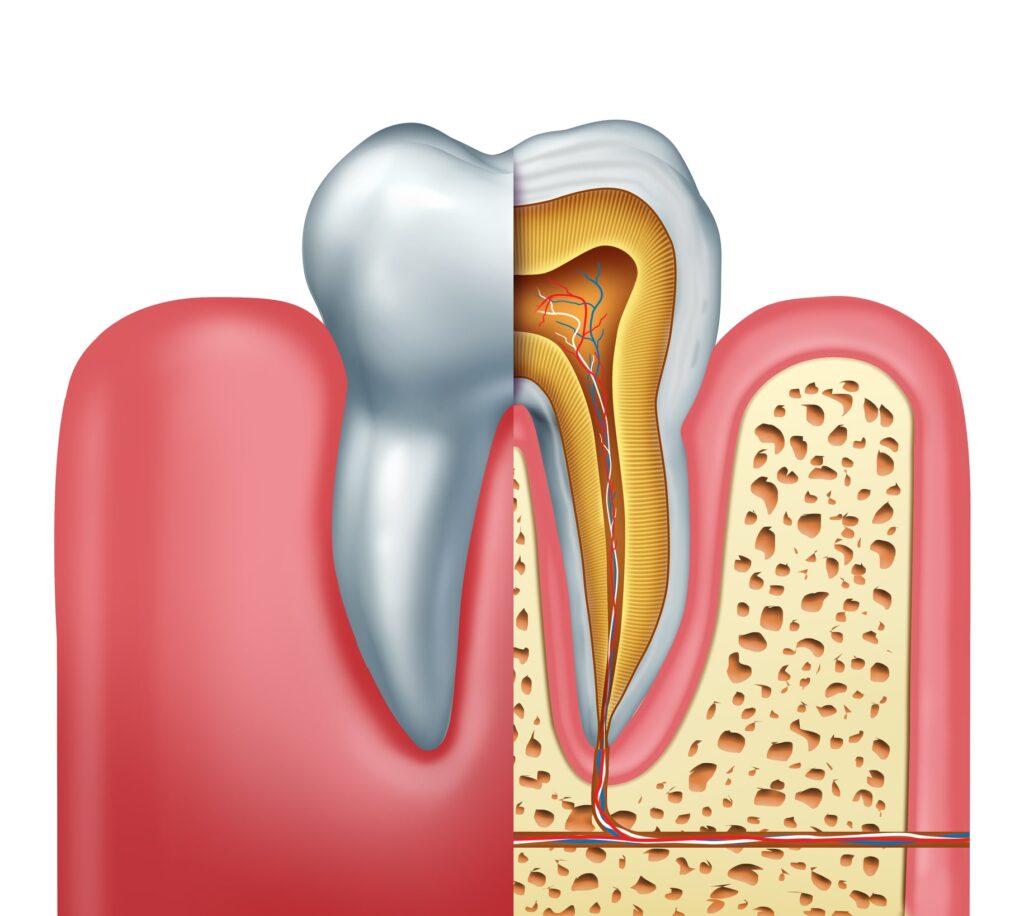 3D illustration of a root canal